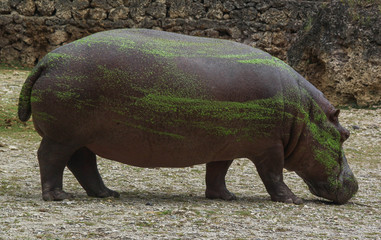HIPOPOTAMO