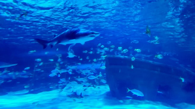Sharks swimming in deep blue aquarium