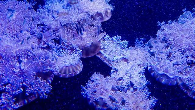 Cassiopea also known as upside down Jelly Fish