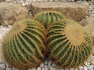Golden barrel cactus or Echinocactus grusonii plant group in a tropical garden.
