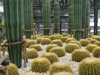 Golden barrel cactus or Echinocactus grusonii plant group in a tropical garden.