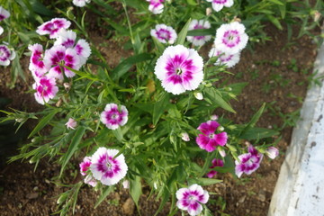 日本の白と紫の撫子の花