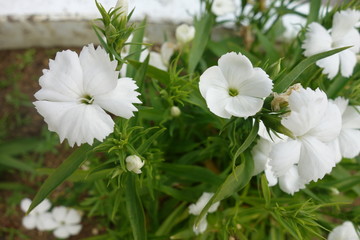 ２月の白い撫子の花