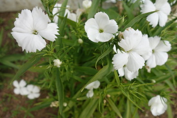 Obraz premium ２月の白い撫子の花