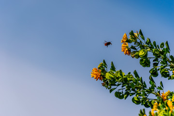 A close-up shot of a mining bee hovering next to Medicago arborea (also known as moon trefoil, shrub medick, alfalfa arborea, and tree medick) yellow flowers