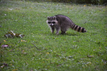 Racoon © Samantha