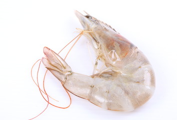 Fresh Shrimp on white background isolated