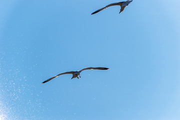 A close-up shot of two seagulls flying against the background of the clear blue sky and water splashes