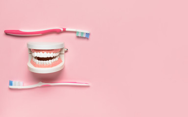 Tooth brushes and plastic jaw model on color background