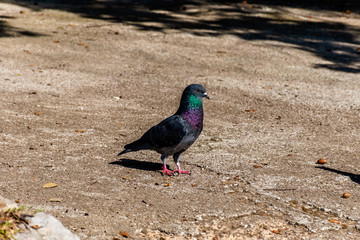 A close-up shot of an urban pigeon standing on the sidewalk in a park looking  curiously at camera