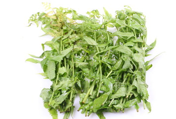 Green fern leaves on white background