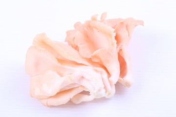 oyster mushrooms on a white background