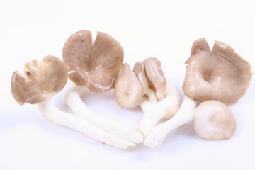 oyster mushrooms on a white background