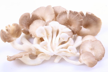 oyster mushrooms on a white background