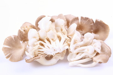 oyster mushrooms on a white background