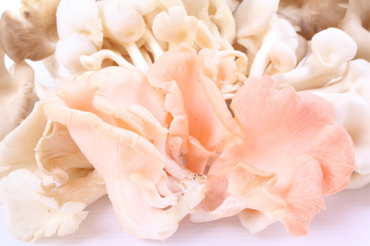 oyster mushrooms on a white background © Suwit