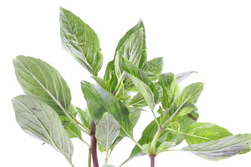 Sweet basil leaves isolated on white background
