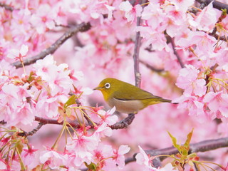 満開の河津桜とメジロ