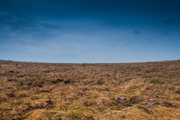 Beautiful blue sky and yellow green grass.