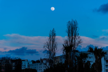 The full moon above the apartment buildings of Nice, France and the silhouettes of the tropical trees against the background of the dark blue cloudy sky during the sunset