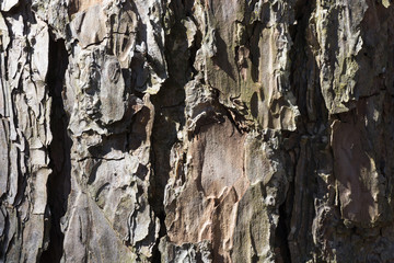 bark of a tree