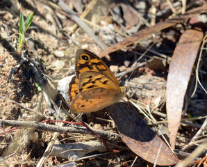 Monarch butterfly landed on the ground