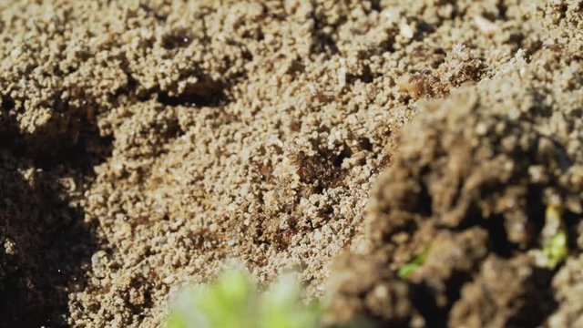 Fire ant insects scramble frantically on ant hill on sunny day, shallow depth of field