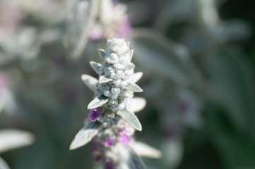 Sage Bush Salvia with gray leaves. A large garden plant. Fresh spices for cooking.