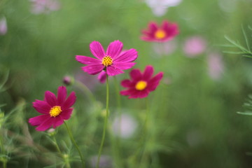 Fototapeta premium flower