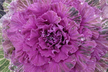 雨に濡れた紫の葉牡丹の壁紙