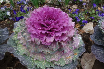 雨の日の紫の葉牡丹