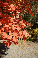 Japanese red maple autumn leaves