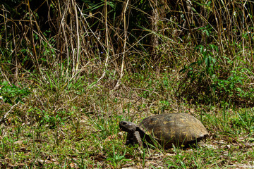 gopher tortoise in the grass