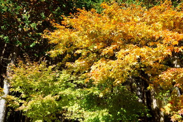 Japanese autumn mountains and river