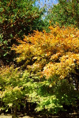 Japanese autumn mountains and river
