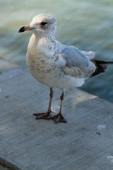 seagull on inlet wall