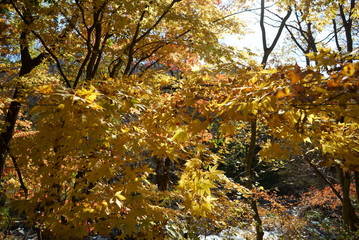 Japanese autumn mountains and river
