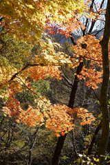 Japanese autumn mountains and river
