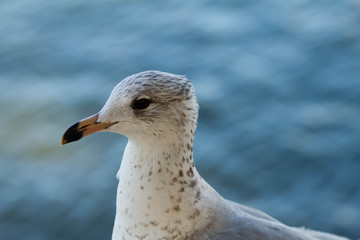 seagull on beach