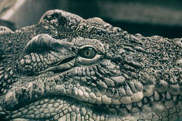 Zoo neal crocodile evil eye