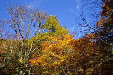 Naklejka premium Japanese autumn mountains and river