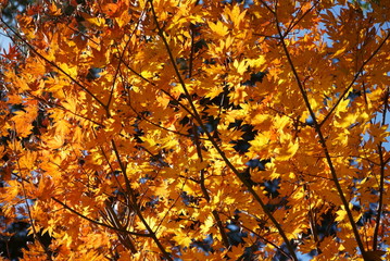 Japanese red maple autumn leaves