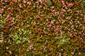 Tundra volcano cranberries lingonberry flowers