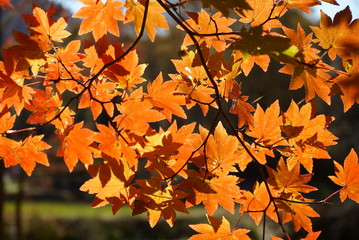 Japanese red maple autumn leaves