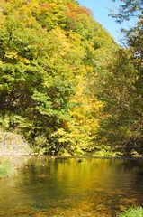 Japanese autumn forest and dam lake