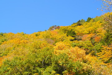 Fototapeta premium Japanese autumn forest and dam lake