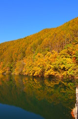 Fototapeta premium Japanese autumn forest and dam lake
