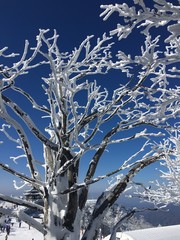 branches covered with snow