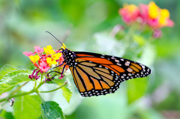 A delicate monarch butterfly rests on a colorful flower