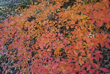 Japanese autumn mountains and river
